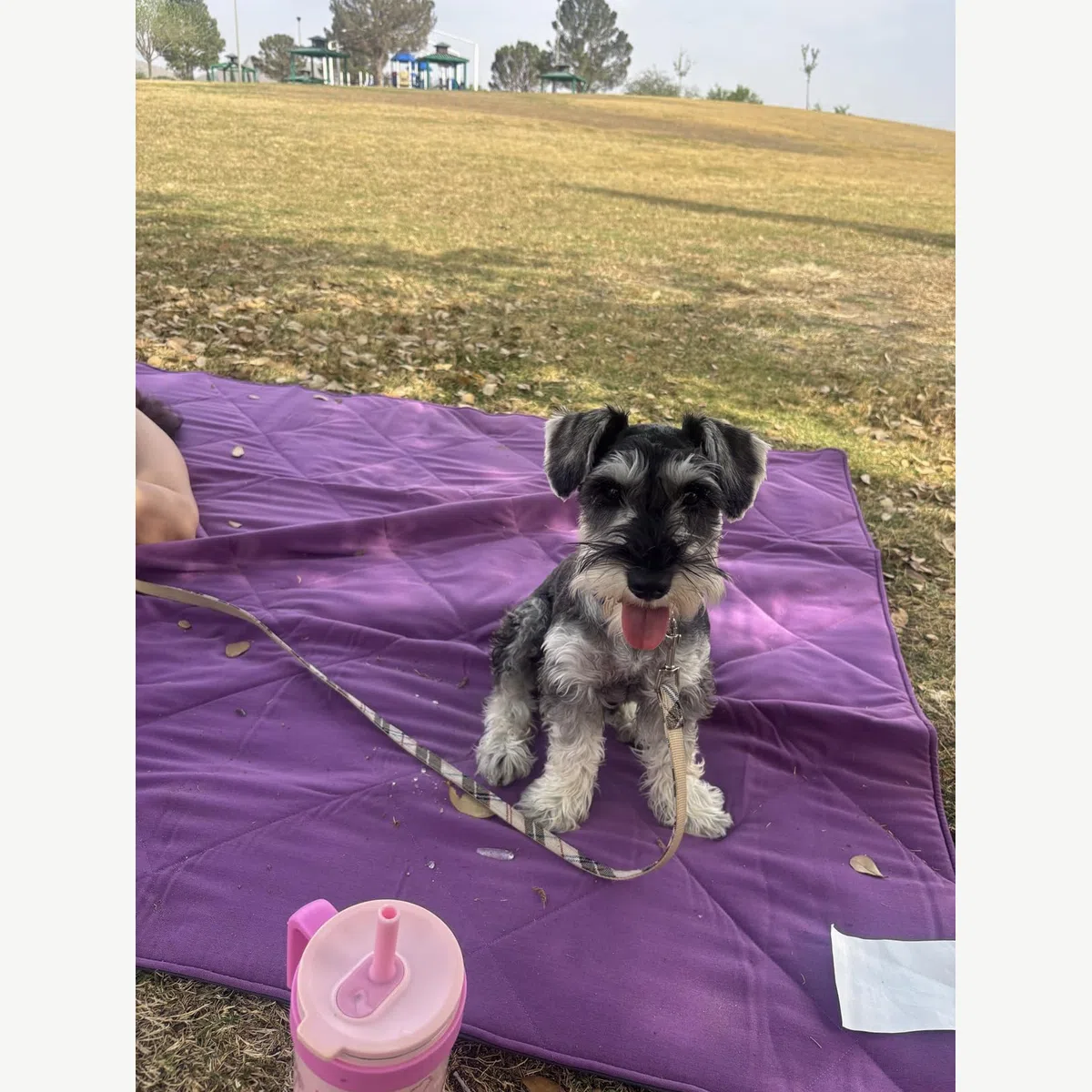 Perfekt fürs Picknick